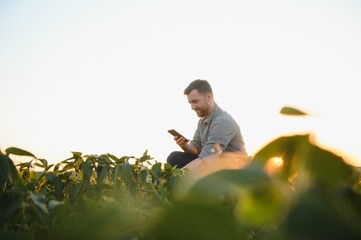 Wall Mural - A farmer inspects a green soybean field. The concept of the harvest