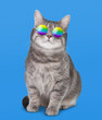 canvas print picture - Funny cat in stylish sunglasses with rainbow lenses on blue background