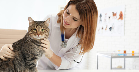 Wall Mural - Professional veterinarian examining cute cat in clinic. Banner design