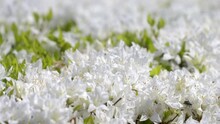 真っ白で綺麗な久留米ツツジの花