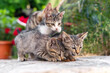Two greedy hungry tabby kittens eat dry pet food and do not allow the third to join them, close up, green plants on blurred background. Volunteer feeds homeless animals