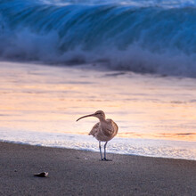 Long Billed Curlew At Sunset On Moonstone Beach, Cambria, California