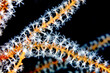 Orange Sponge with White Coral Polyps