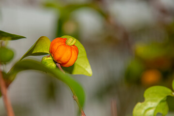 Sticker - red gooseberry