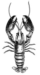 Sea lobster. Ink black and white drawing