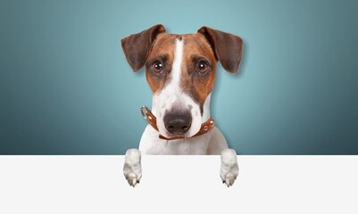 Sticker - Portrait of adorable, happy dog asks for food. Free space for text on background.