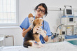 Hispanic woman working as vet in modern animal hospital examining skin integument and ears of small puppy