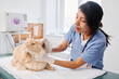 © pressmaster - Young adult Hispanic woman working in modern animal hospital examining fluffy ginger cat checking its ears