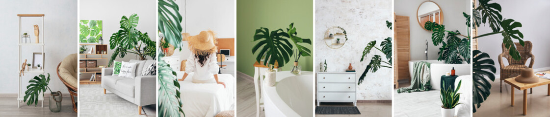 Sticker - Collage of stylish interior with tropical monstera plant