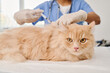 © pressmaster - Medium close-up selective shot of unrecognizable doctor giving vaccine injection to ginger cat in veterinary clinic