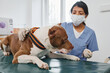 © pressmaster - Unrecognizable Hispanic female doctor wearing mask on face working in vet clinic with adult pitbull terrier dog