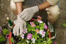 Close-up Of Florist In Protective Gloves Planting Beautiful Pink Flowers In Big Pot For Sale In Shop