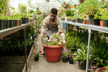 African Male Florist Using Hand Trowel To Make Flowersbed From Small Pink Flowers In Big Pot