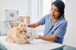 © pressmaster - Hispanic woman working in veterinary clinic listening to heart beat and breath sounds of ginger cat using stethoscope