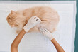 © pressmaster - From above view shot of unrecognizable veterinarian wearing protective latex gloves palpating cat during health check up appointment