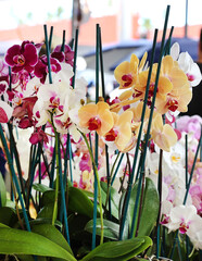 Poster - market orchids 