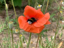 Red Poppy Flower And Bumblebee