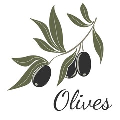 Wall Mural - Black olives on branches with leaves. Hand drawn vector illustration isolated on a white background