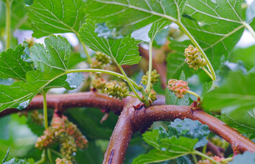 Wall Mural - Mulberry tree and fruit