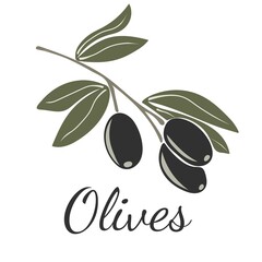 Wall Mural - Black olives on branches with leaves. Hand drawn vector illustration isolated on a white background