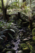 Rainforest Mountain Creek, Cradle Mountain