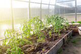 Fototapeta Nowy Jork - Tomato seedlings in the greenhouse. Growing healthy vegetables in your garden