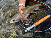 Catch Of A Beautiful Rainbow Trout By A Fly Fisherman