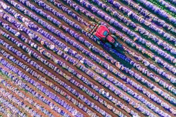 Wall Mural - Aerial view of Tractor harvesting field of lavender. Blooming agricultural fields.