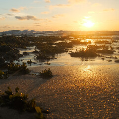 Poster - Sun over horizon and  rolling ocean waves to the shore while sunset during tide.  Beautiful natural landscape with water,  sandy beach  and green plants during low tide. Beautiful wild nature.