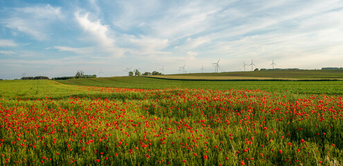 Wall Mural - detailed, high resolution panorama of flowering red poppies
