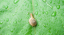 Wild Snail In Shell Crawling On Green Leaf With Water Drops