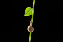 Small Snail Crawling On A Green Stalk Isolated On Black Background