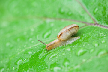 wild snail in shell crawling on green leaf with water drops