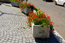Flowerpots With Red-leaved Begonia Annuals And Green-leaved In A Beige Concrete Flowerpot On The Pavement By The Road Protects Pedestrians Together With A Chain Railing At The Crossroads