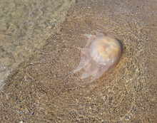 Huge Yellow Jellyfish Thrown By The Sea On The Sandy Shore