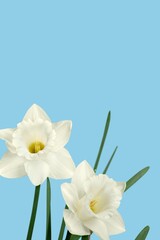 Poster - White flower portrait against dark background.