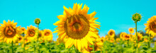 Sunflower Seeds. Sunflower Field, Growing Sunflower Oil Beautiful Landscape Of Yellow Flowers Of Sunflowers Against The Blue Sky, Copy Space Agriculture