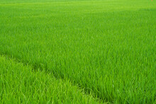 Field Path In Lush Green Rice Fields
