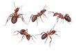 © Aldona - Illustration of ant workers on a white background