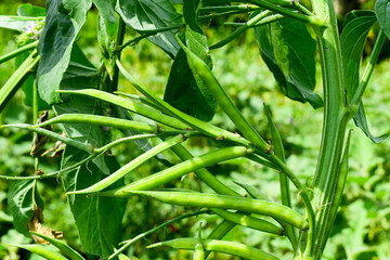 Poster - Cluster beans or gawar phali(guar) plant in field,cyamopsis tetragonoloba