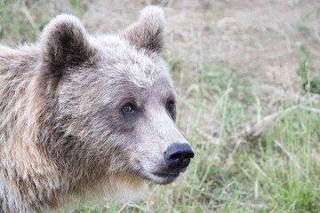 brown bear portrait