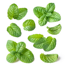Collection Of Fresh Mint Leaves Isolated On White Background Close-up