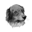 French Spaniel dog breed digital art illustration isolated on white. Popular puppy portrait with text. Cute pet hand drawn portrait. Graphic clip art design.