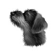 German Wirehaired Pointer digital art illustration isolated on white. Popular puppy portrait with text. Cute pet hand drawn portrait. Graphic clip art design.