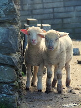 White Sheep Twins With Stone Wall