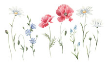 Botanical Set Illustration With Watercolor Wild Flowers Isolated.