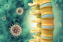 Skeletal Human Spine And Vertebral Column Or Intervertebral Discs On Medical Background. 3d Illustration