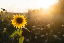 Beautiful Sunflower In Warm Sunset Light In Summer Meadow. Calm Tranquil Moment In Countryside. Sunflower Growing In Evening Field Close Up. Atmospheric Summer Wallpaper