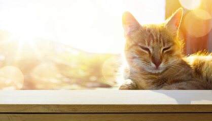 Wall Mural - Empty wooden table and relaxed waiting ginger cat on a blurred sunny background. Outdoor pet treat mockup for product design and display.