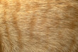 Red and white cat hair close up.
